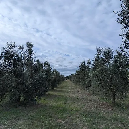 Terra Del Sole * Riotorto