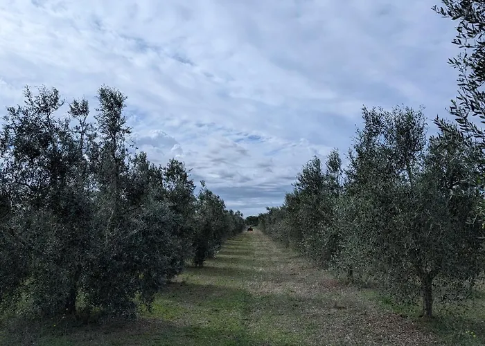 Terra Del Sole * Riotorto